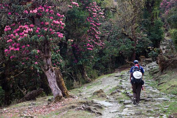 Vandring från stenöken till blommande Rhododendron