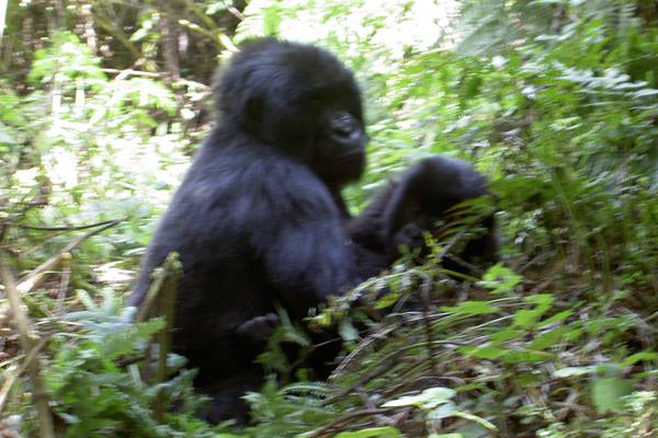 2008- Gorillor i Rwanda och Schimpanser i Uganda
